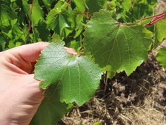 Vitis vinifera