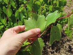 Vitis vinifera