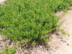 Vitis vinifera