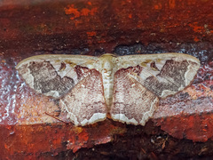 Zythos turbata
