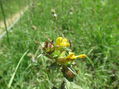 Rhinanthus minor