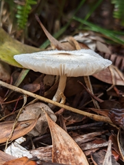 Chlorophyllum hortense