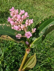 Medinilla cummingii