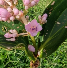 Medinilla cummingii