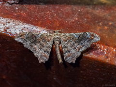 Hyposidra violescens