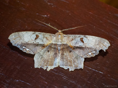 Chorodna complicataria