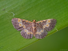 Peratophyga flavomaculata