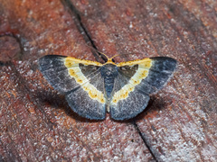 Peratophyga trigonata