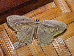 Pareumelea eugeniata