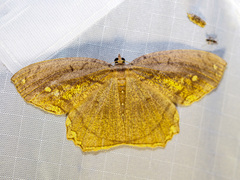 Pareumelea eugeniata