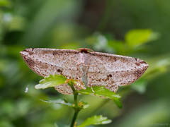 Heteralex rectilineata