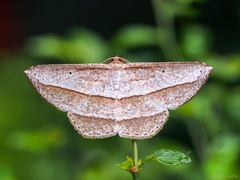 Heteralex rectilineata