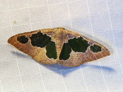 Celenna festivaria