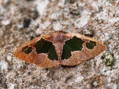 Celenna festivaria