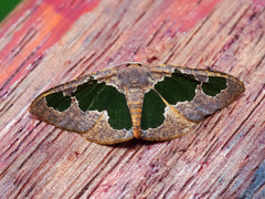 Celenna festivaria