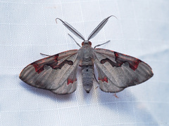 Hypochrosis pyrrhophaeata