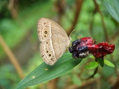 Mycalesis perseoides