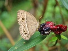 Mycalesis perseoides