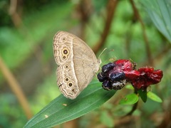 Mycalesis perseoides
