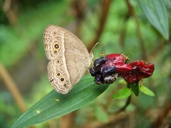 Mycalesis perseoides