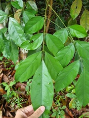 Polyscias diversifolia