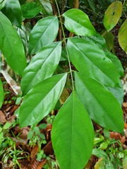 Polyscias diversifolia