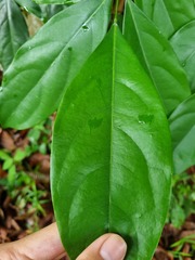 Polyscias diversifolia