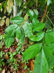 Polyscias diversifolia