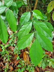 Polyscias diversifolia