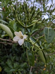 Fagraea berteroana