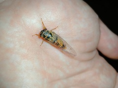 Palapsalta vitellina