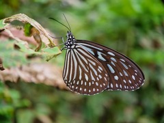 Ideopsis vulgaris
