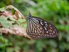 Ideopsis vulgaris