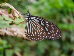 Ideopsis vulgaris