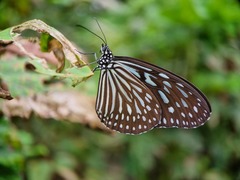 Ideopsis vulgaris
