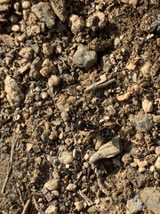 Messor barbarus