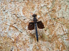 Tyriobapta torrida
