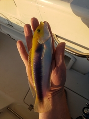 Halichoeres cyanocephalus