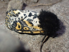 Xanthopastis
