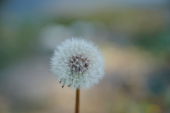 Taraxacum mongolicum