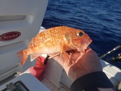 Helicolenus dactylopterus