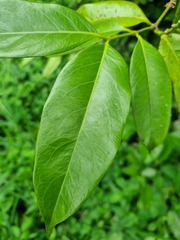 Gnetum gnemon