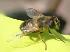 Eristalis tenax