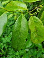 Gnetum gnemon