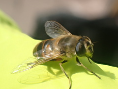Eristalis tenax