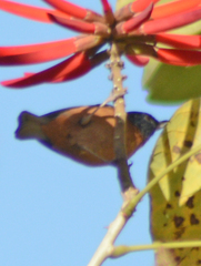 Diglossa baritula