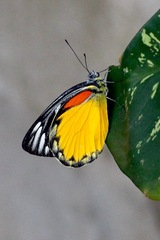 Delias descombesi