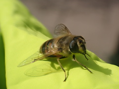 Eristalis tenax