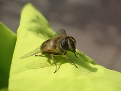 Eristalis tenax