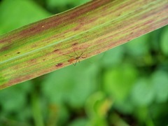 Phaenacantha bicolor